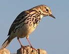 Pipit farlouse