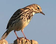 Pipit farlouse