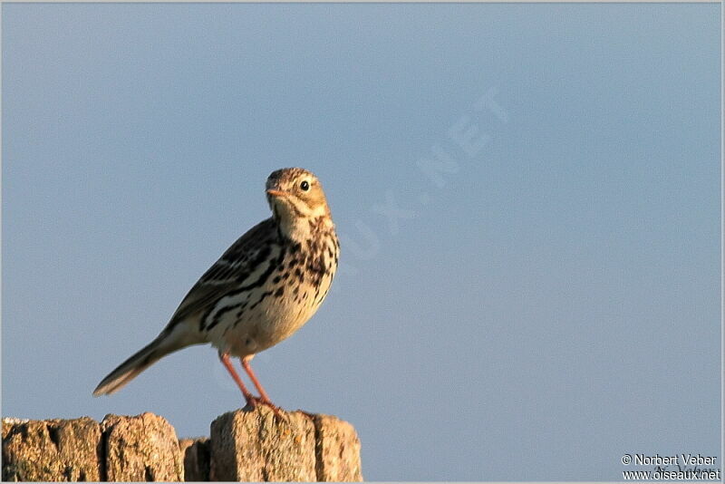 Meadow Pipitadult