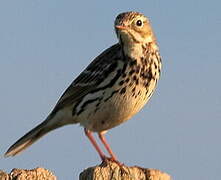 Meadow Pipit