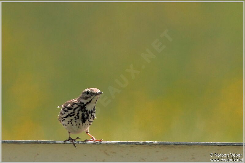 Pipit farlouseadulte