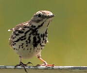 Pipit farlouse