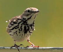 Pipit farlouse