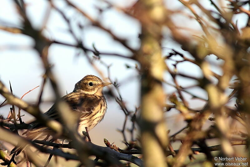 Pipit farlouseadulte, identification