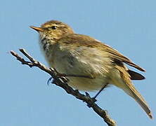 Willow Warbler