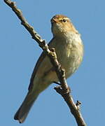 Willow Warbler