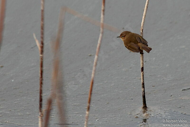 Common Chiffchaffadult