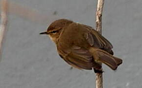 Common Chiffchaff