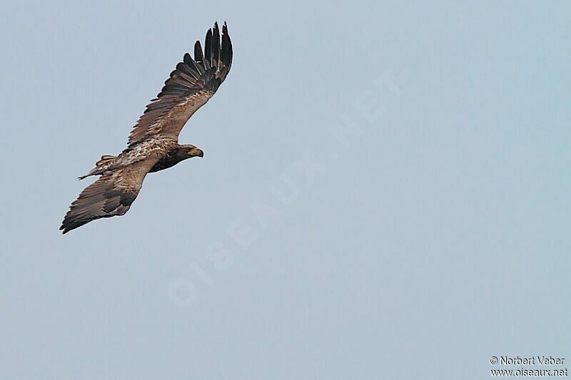 White-tailed EagleThird  year, Flight