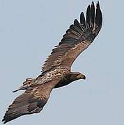 White-tailed Eagle