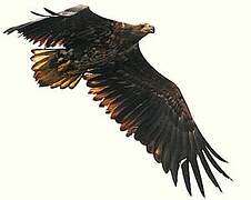 White-tailed Eagle