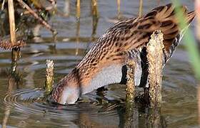 Water Rail