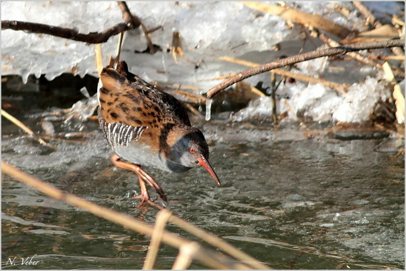 Water Rail