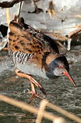 Water Rail