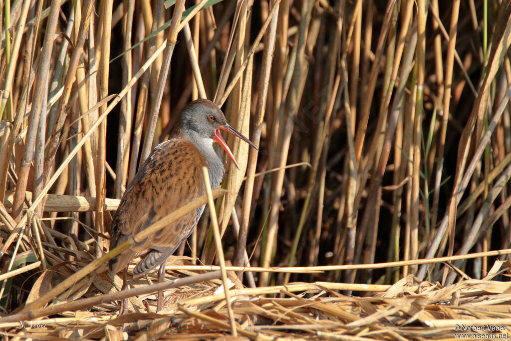 Water Rail