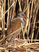 Water Rail