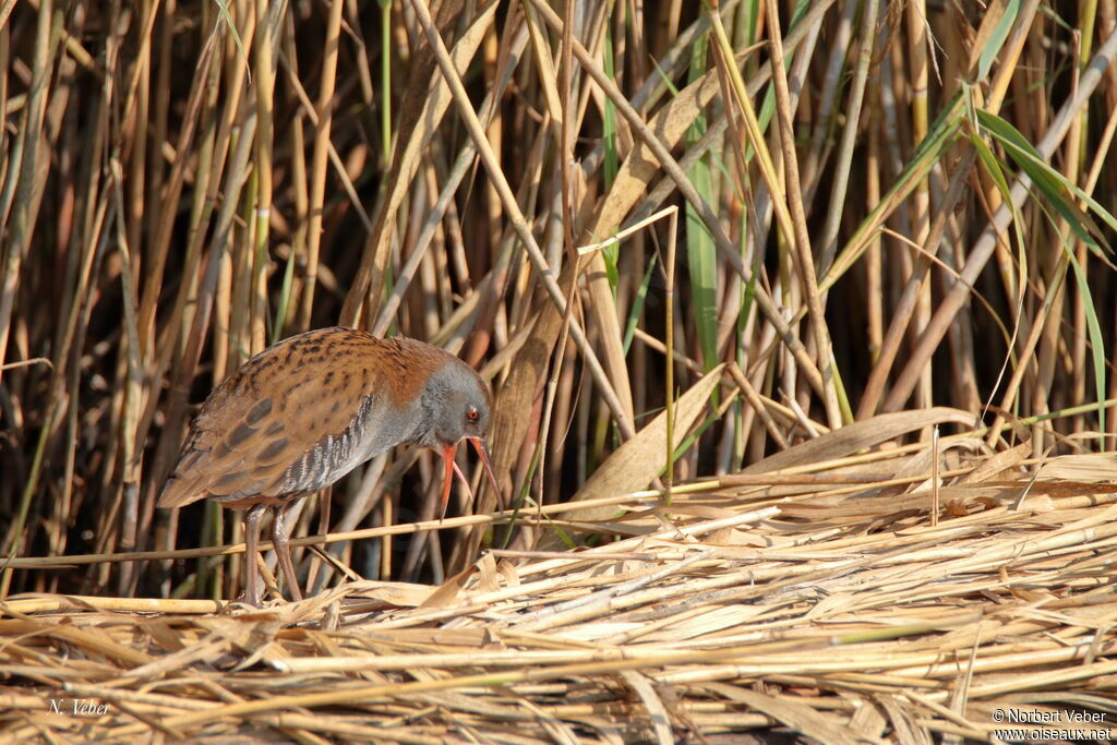 Water Rail