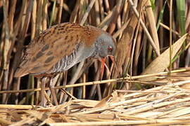 Water Rail