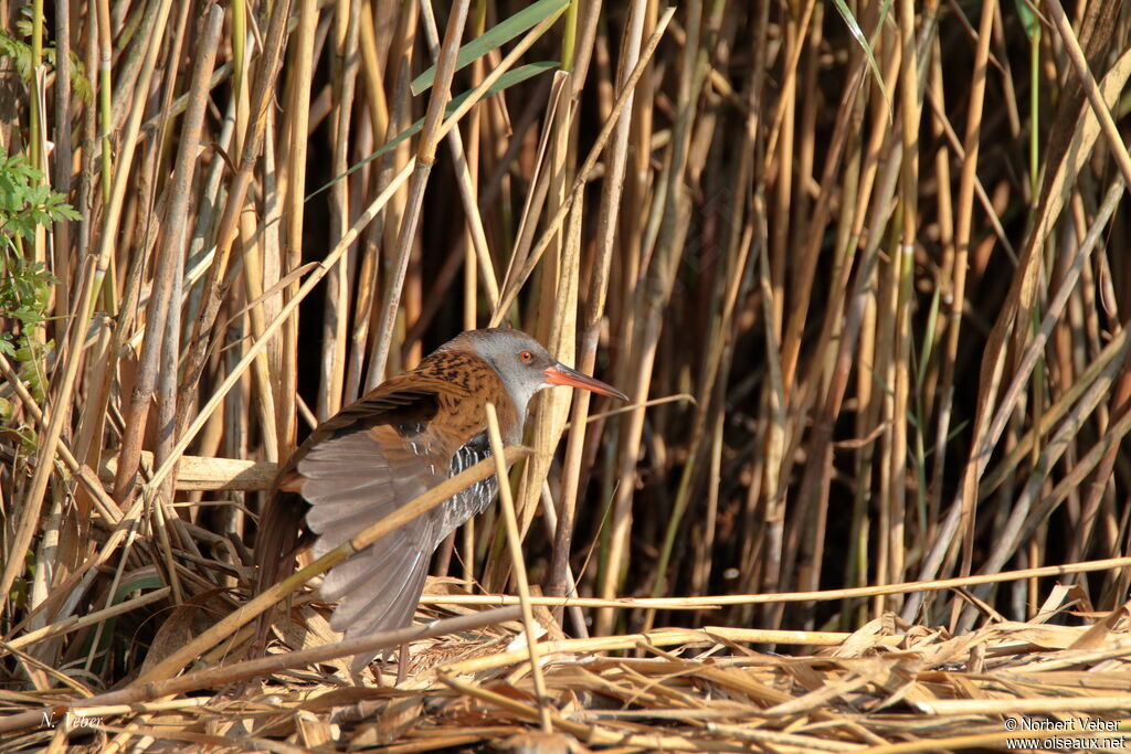 Water Rail