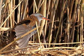 Water Rail