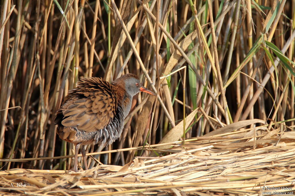 Water Rail