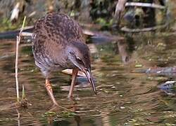 Water Rail