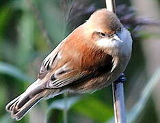 Eurasian Penduline Tit