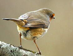 European Robin