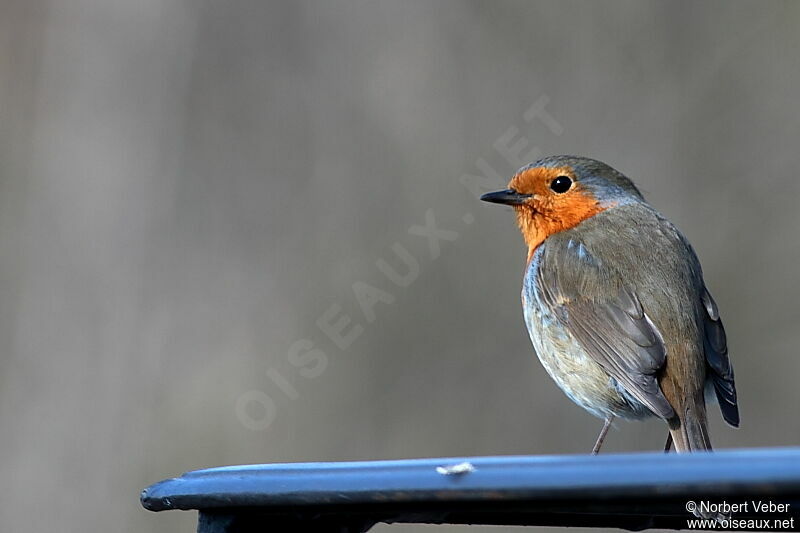 European Robinadult