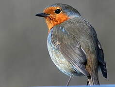 European Robin