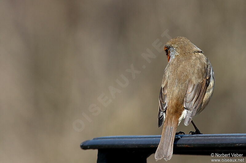 European Robinadult