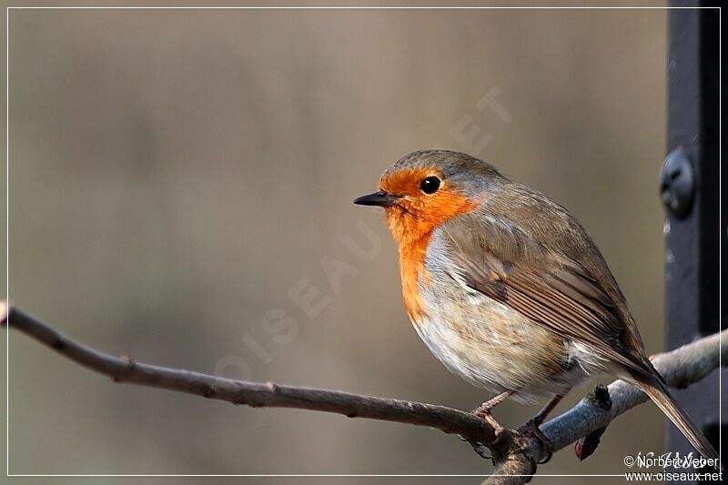 European Robinadult