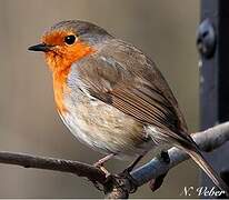 European Robin