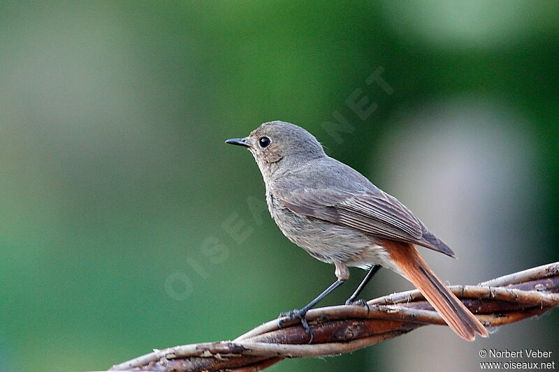 Black Redstart female adult