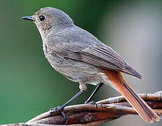 Black Redstart