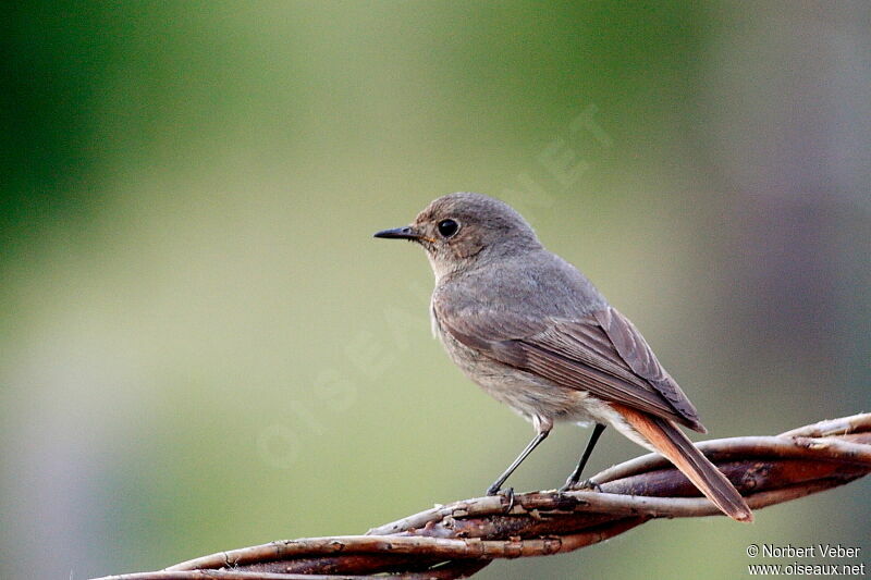 Black Redstart female adult