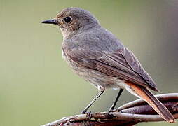 Black Redstart