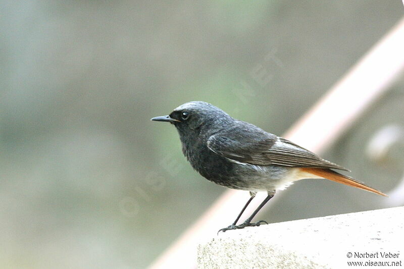 Black Redstart male adult