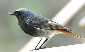 Black Redstart