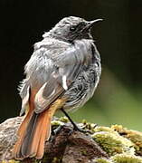 Black Redstart