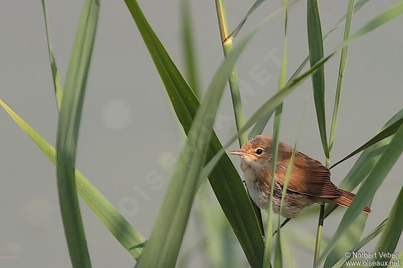 Common Reed WarblerFirst year