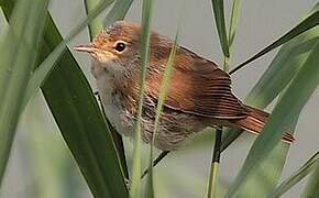 Eurasian Reed Warbler