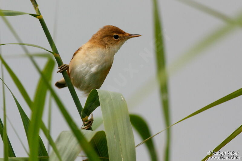 Eurasian Reed Warbleradult