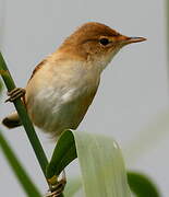 Common Reed Warbler