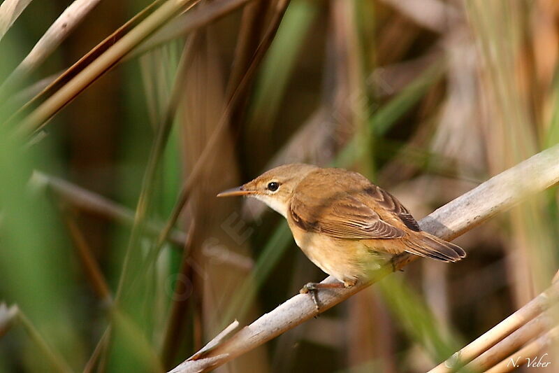 Common Reed Warbleradult