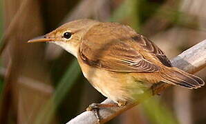 Common Reed Warbler