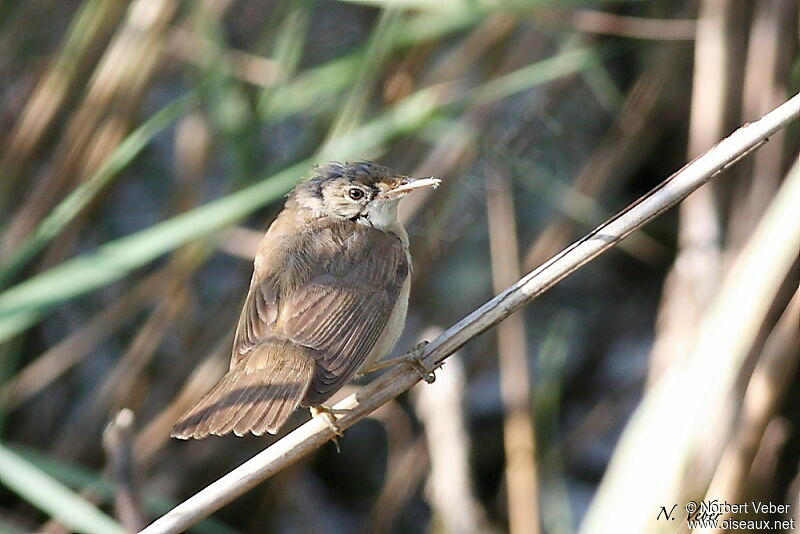 Common Reed Warblerjuvenile