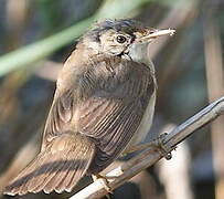 Common Reed Warbler