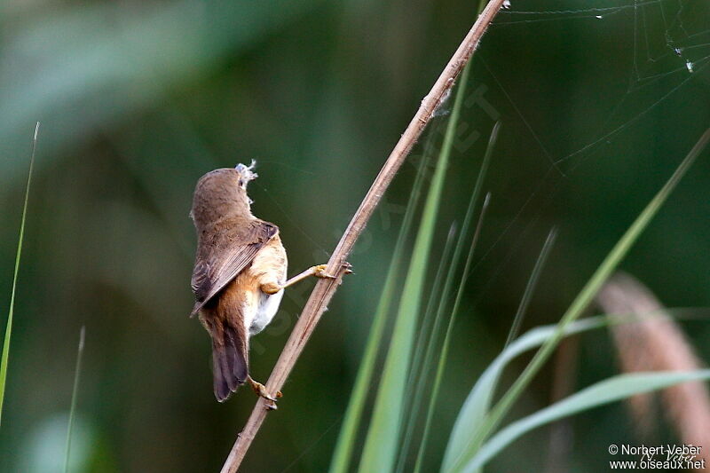 Eurasian Reed Warbleradult