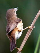 Common Reed Warbler